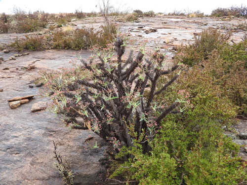 Euphorbia leandriana, photograph 1
