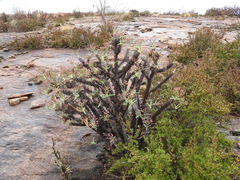 Euphorbia leandriana, photograph amantedarmanin, CC BY, iNaturalist via GBIF