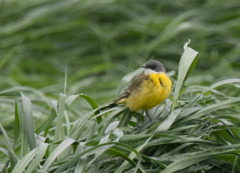 Motacilla flava cinereocapilla
