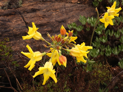Pachypodium horombense