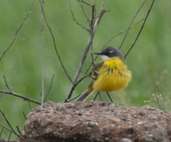 Motacilla flava cinereocapilla