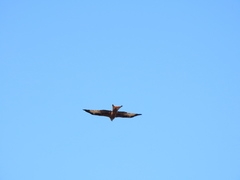Milvus milvus