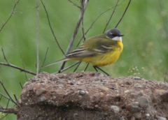Motacilla flava cinereocapilla