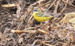 Motacilla flava cinereocapilla