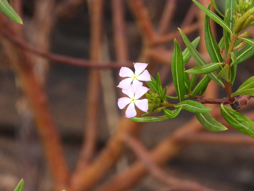 Image of Catharanthus lanceus by (c) amantedarmanin, some rights reserved (CC BY)