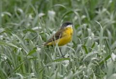 Motacilla flava cinereocapilla