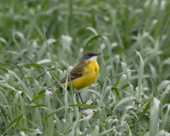 Motacilla flava cinereocapilla