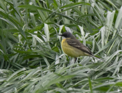 Motacilla flava cinereocapilla