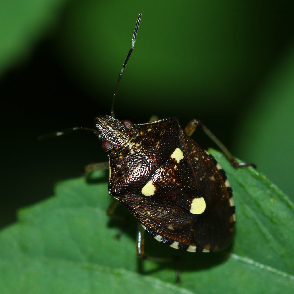 Tolumnia trinotata