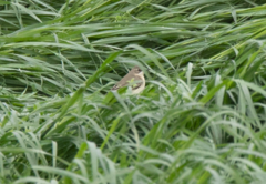 Motacilla flava cinereocapilla