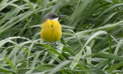 Motacilla flava cinereocapilla