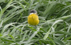Motacilla flava cinereocapilla