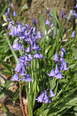 Hyacinthoides non-scripta