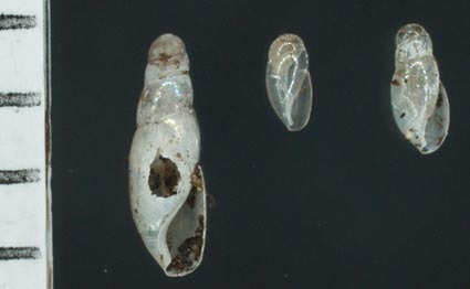 Blind Snail