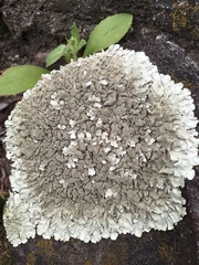 Xanthoparmelia mexicana