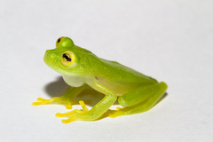 Starrett's Glass Frog photo 3
