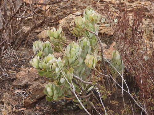 Senecio decaryi, photograph 3