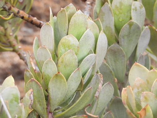 Senecio decaryi, photograph 1