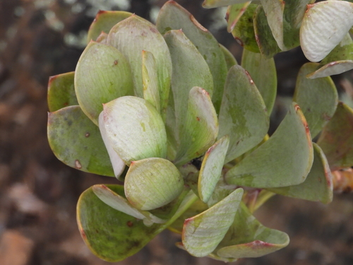 Senecio decaryi, photograph 2
