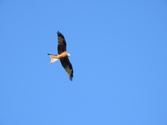 Milvus milvus