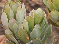 Senecio decaryi