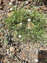 Convolvulus virgatus
