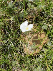 Convolvulus virgatus