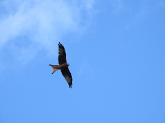 Milvus milvus