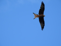 Milvus milvus