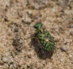 Elaphrus viridis