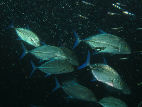 Yellowfin trevally