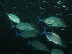 Yellowfin trevally