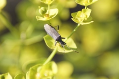Dicranocephalus albipes