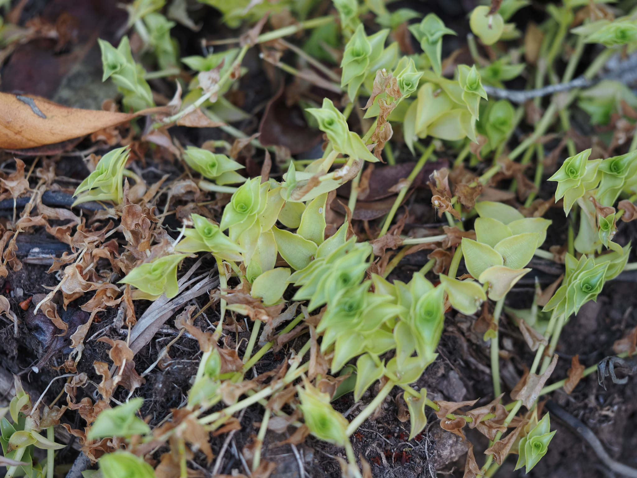 Imagem de Tradescantia-nanica