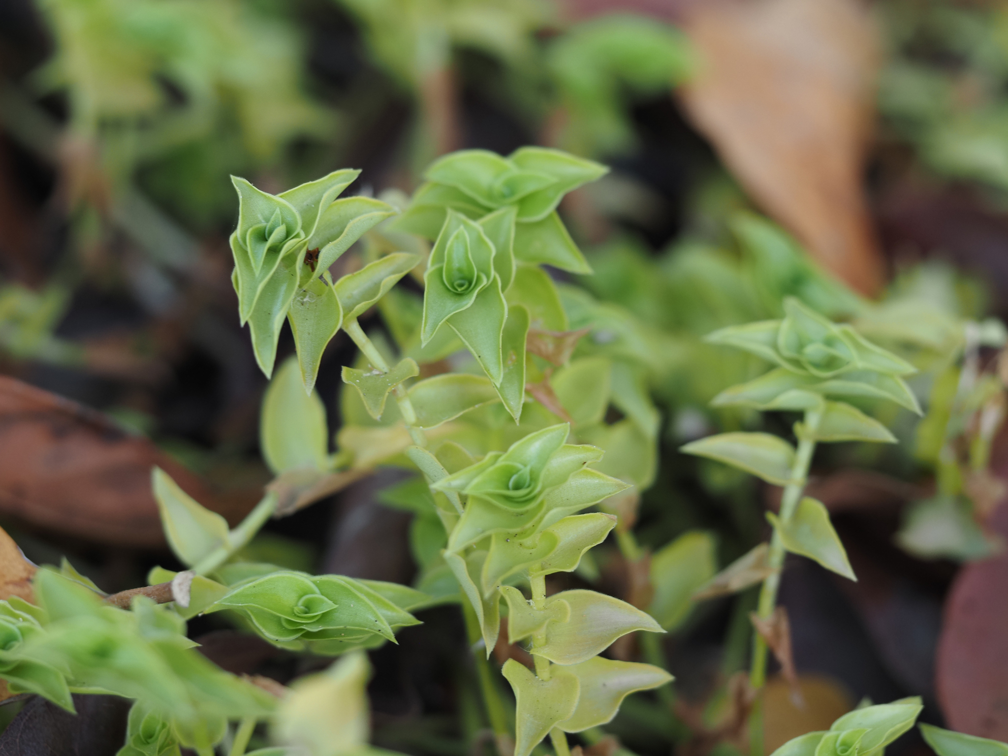 Imagem de Tradescantia-nanica