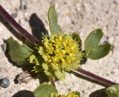 Lepidium flavum