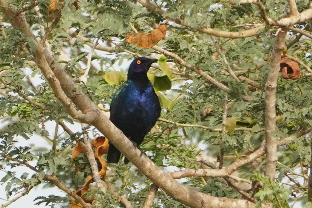 Purple Starling illustration