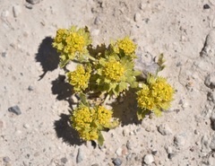 Lepidium flavum