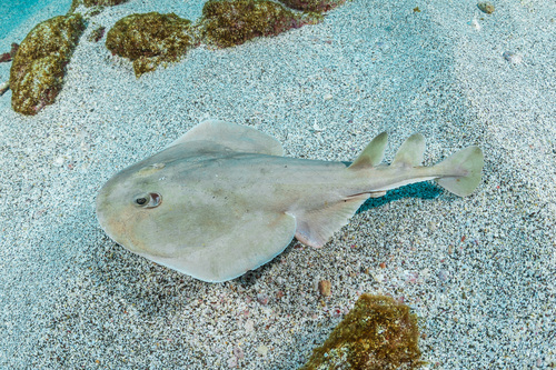 Cortez electric ray (Narcine entemedor) — Narcinidae — 2