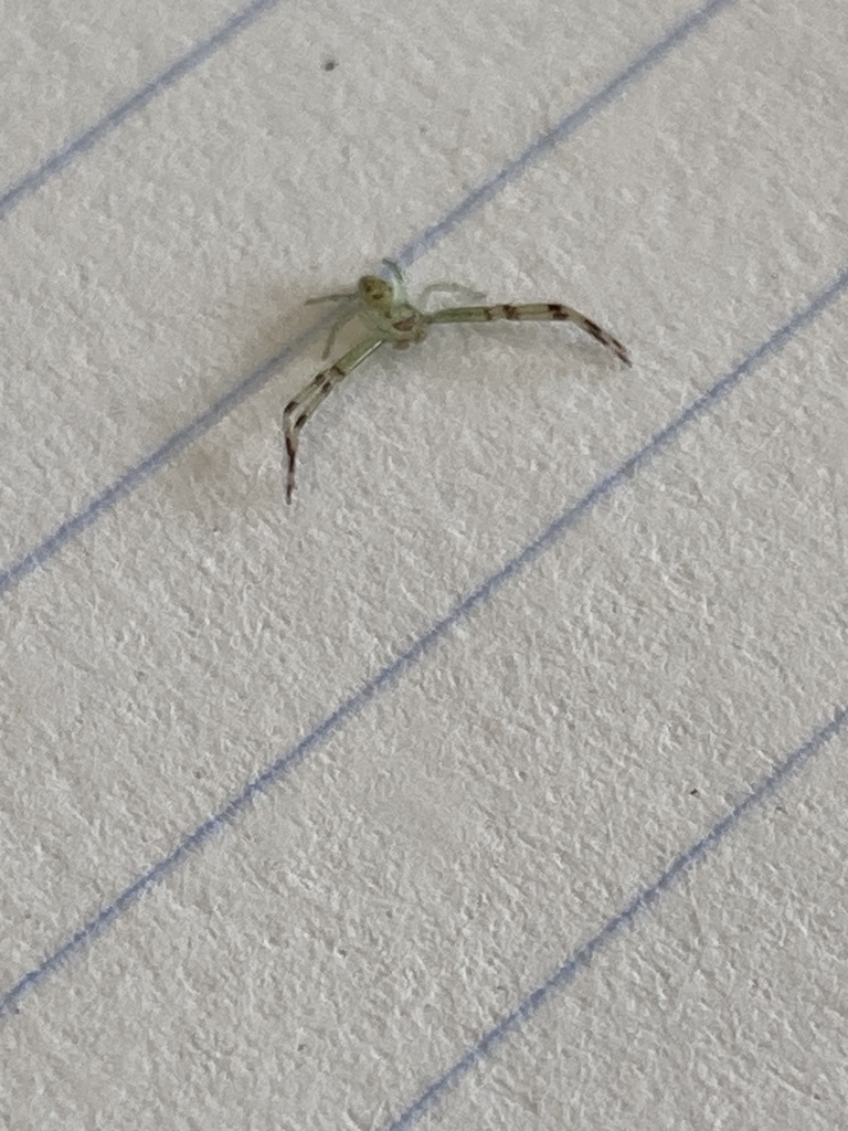 Mecaphesa from Ave Maria University, Ave Maria, FL, US on January 26