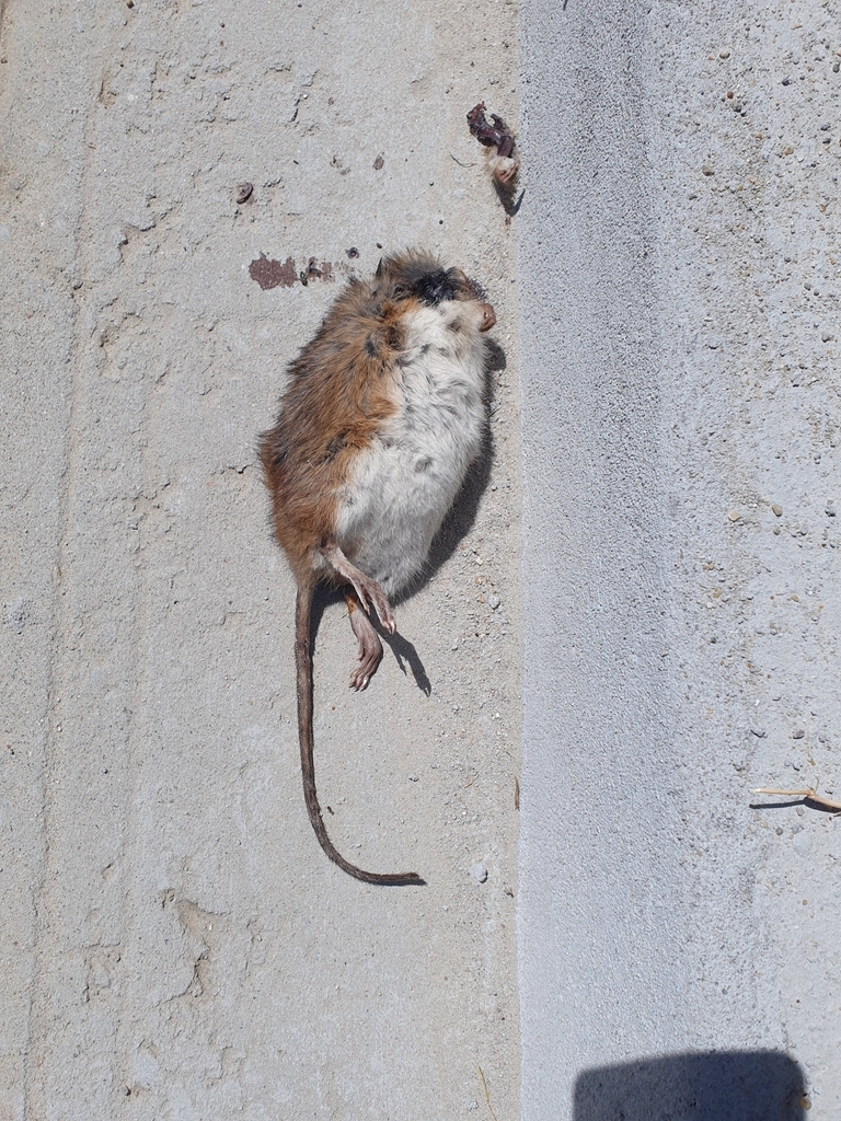 web-footed marsh rat from Unidade Censitária 35 - Rio Grande, RS ...