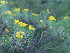 Euryops floribundus