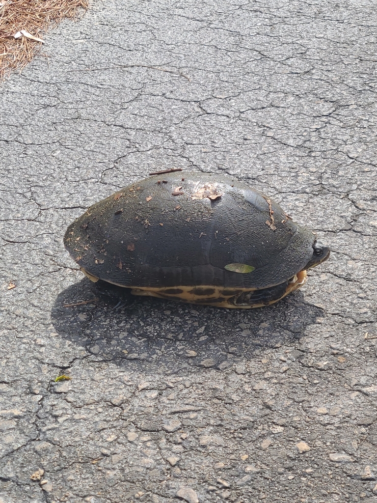 Chicken Turtle in January 2024 by Richard D Reams · iNaturalist