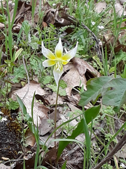 Erythronium multiscapideum