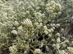 Lepidium fremontii