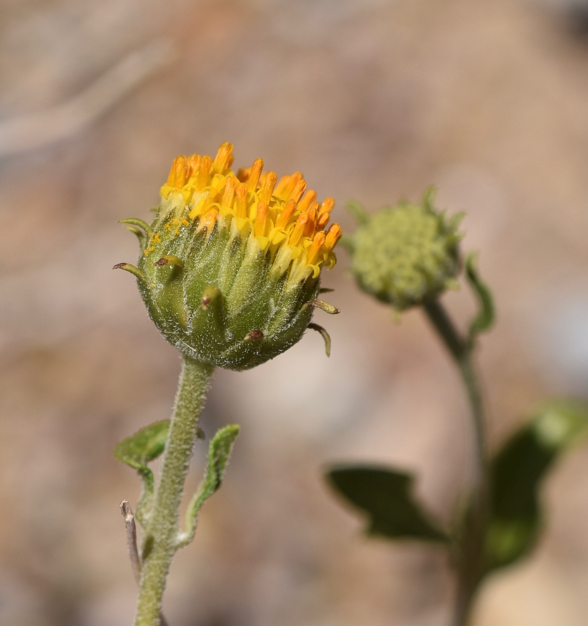 Encelia frutescens