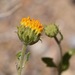Button Brittlebush - Photo (c) lonnyholmes, some rights reserved (CC BY-NC), uploaded by lonnyholmes