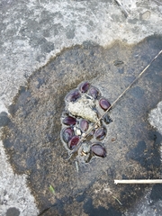 Ebenaceae