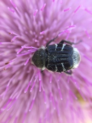 Trichiotinus texanus