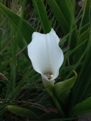Foto de Lírio de Calla